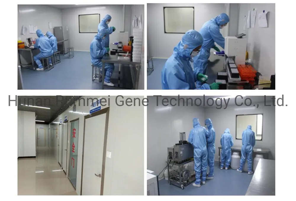 Sampling Collection Swab