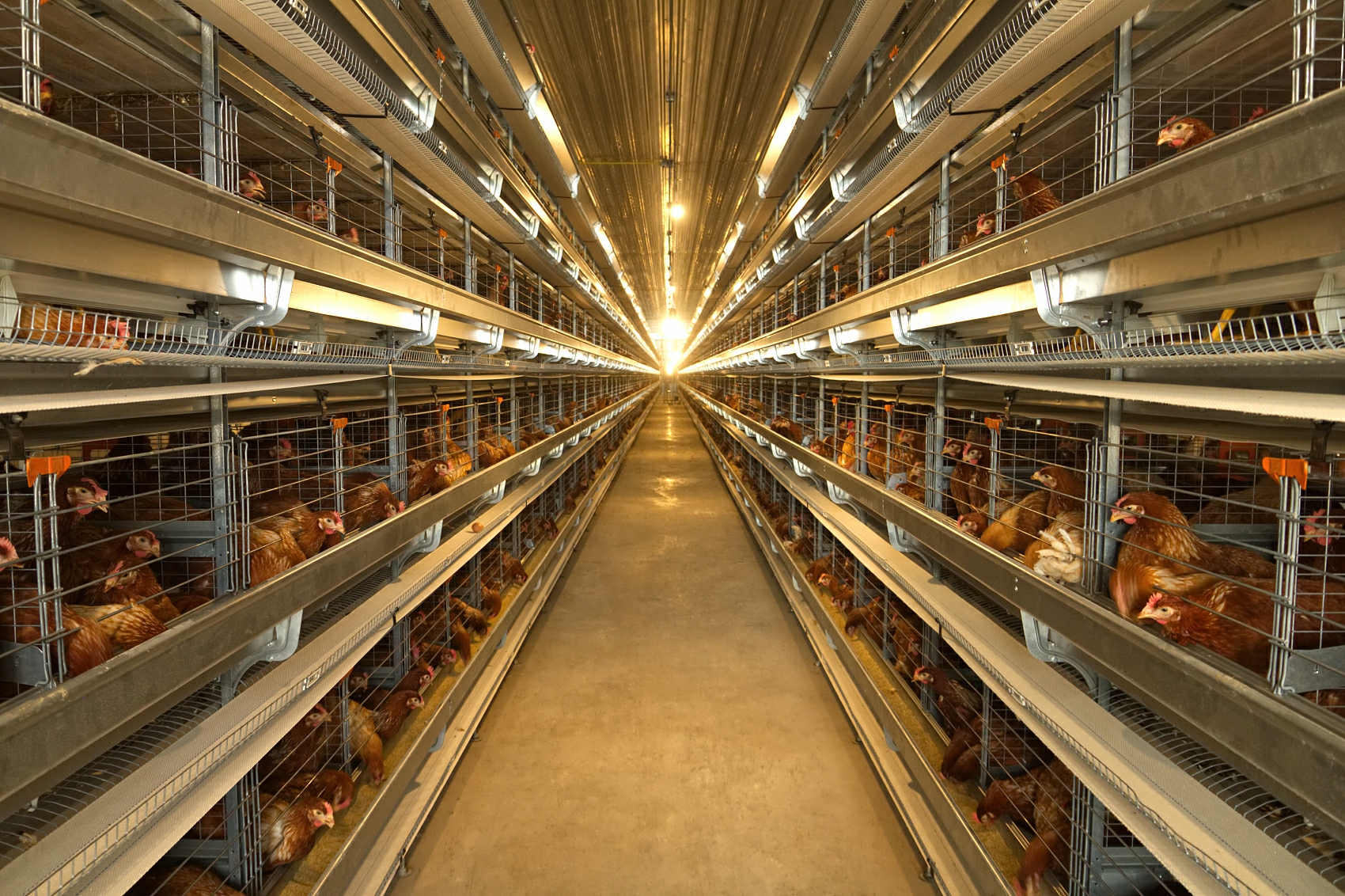 New Design Chicken and Cow Farm House Low-Cost Quick Assembly Prefab Steel Structure Light Farmhouse for Agricultural Use