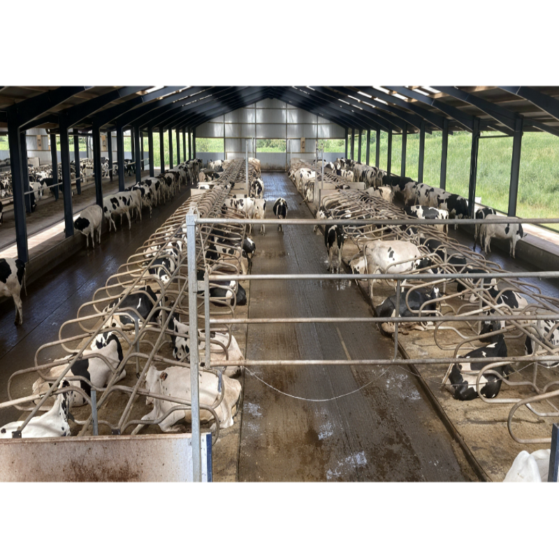High-quality Low-cost Modern Prefabricated Steel Structure Cowshed With 1 Year Warranty