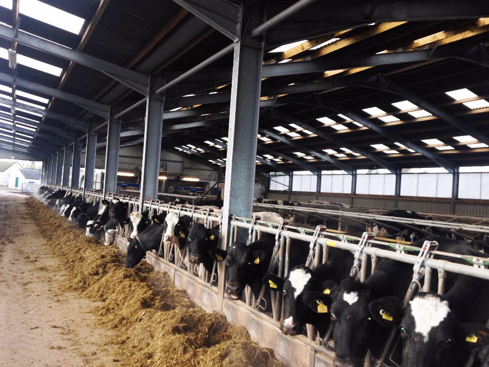 Cowshed Classification