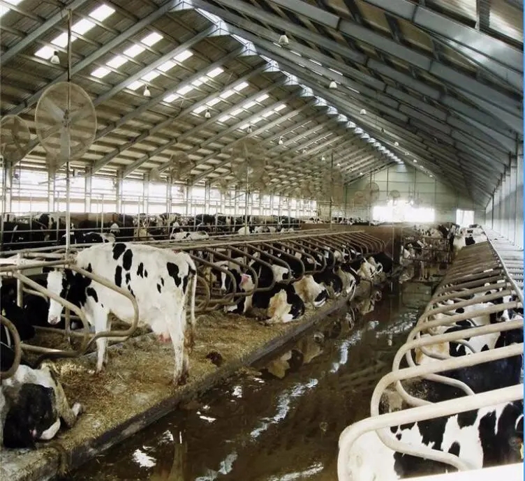 Cowshed Introduction