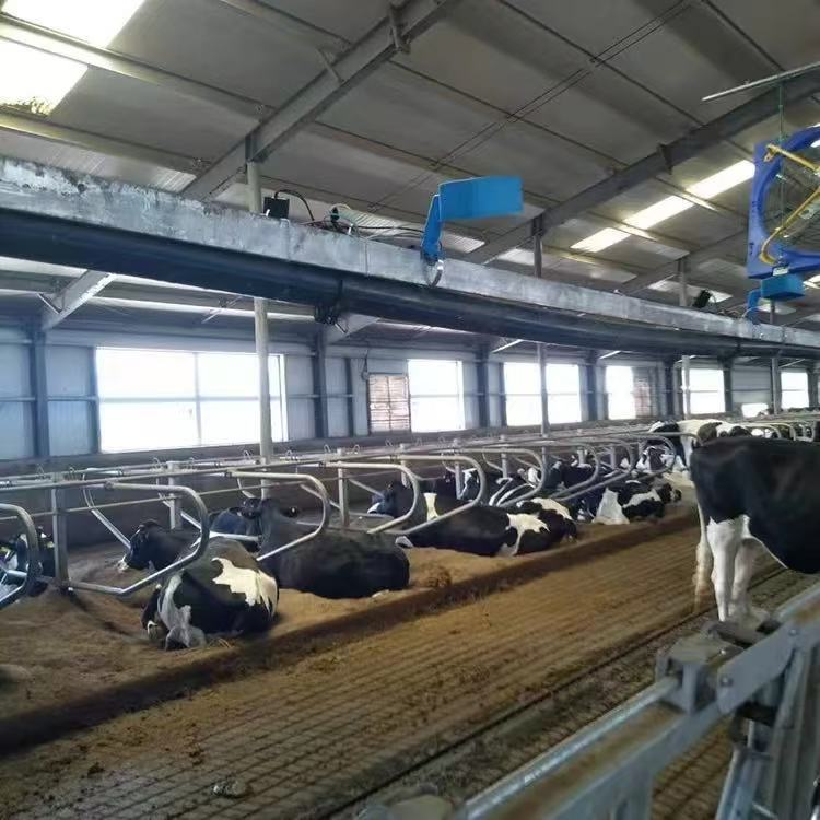 Durable Steel Farmhouse Building Shed Design Beef Cattle and Dairy Milk Cow Farm House