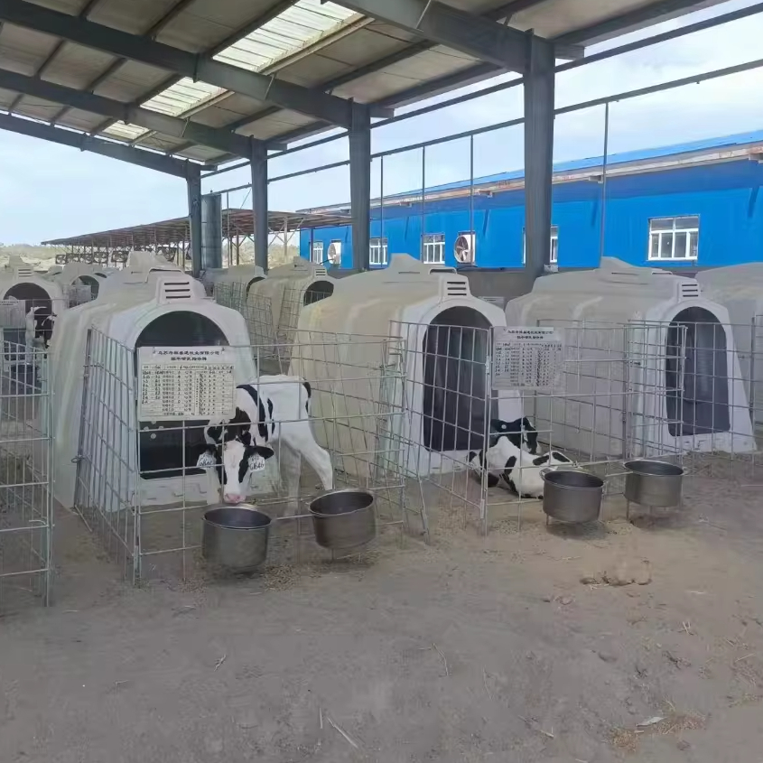 Factory Price Farm Animal Cattle Calf Hutches And Boxes Dairy Cow House For Calves