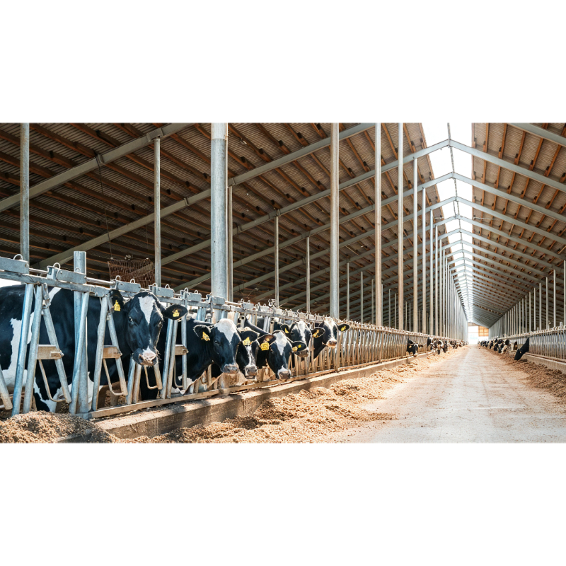 High-quality Low-cost Modern Prefabricated Steel Structure Cowshed With 1 Year Warranty