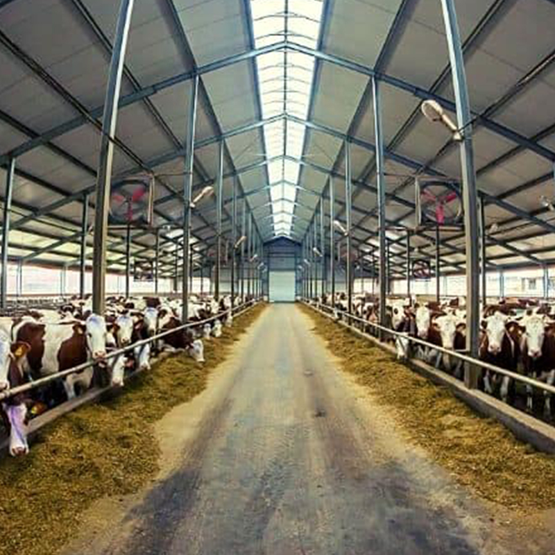 Durable Construction Modern Design Prefabricated Steel Cattle Shed Poultry Farmhouse