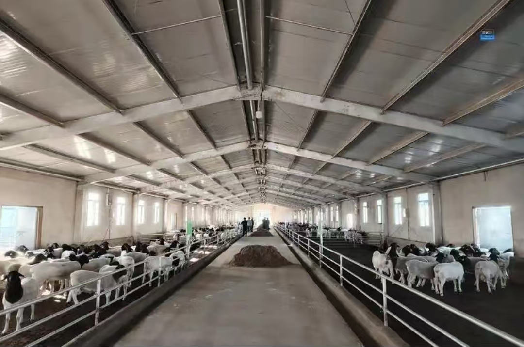 Modern Eco-friendly Prefabricated Steel Structure Farmhouse Shed Livestock House for Cattle Sheep Horses and Pigs