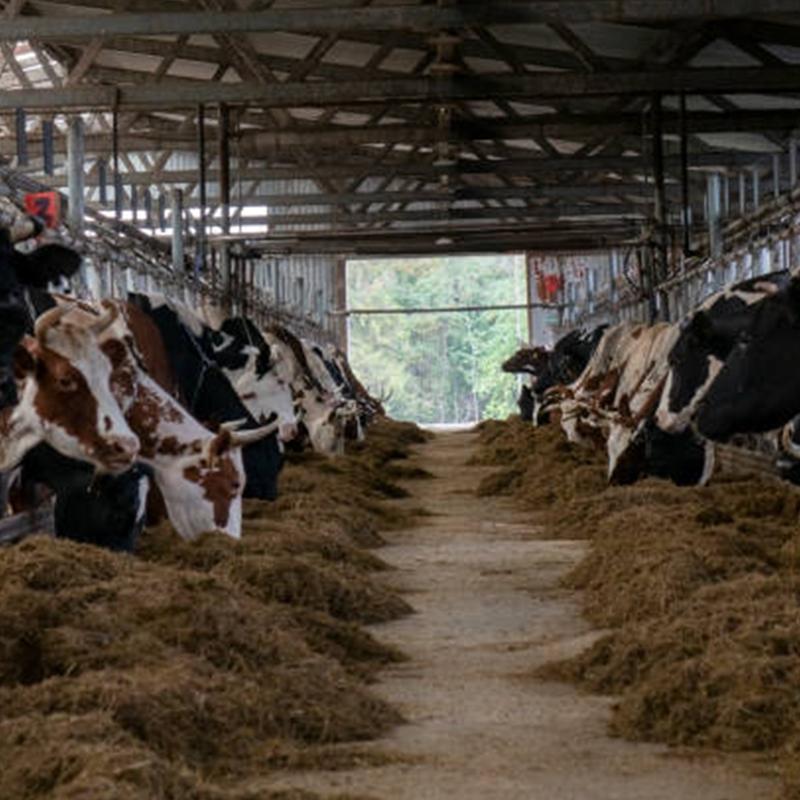 Durable Construction Modern Design Prefabricated Steel Cattle Shed Poultry Farmhouse