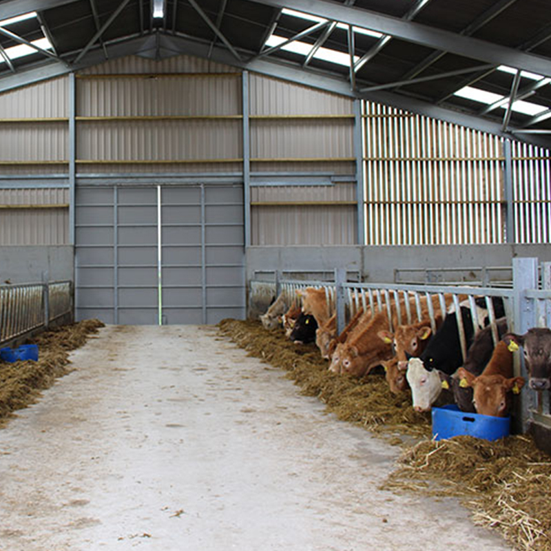 Durable Construction Modern Design Prefabricated Steel Cattle Shed Poultry Farmhouse