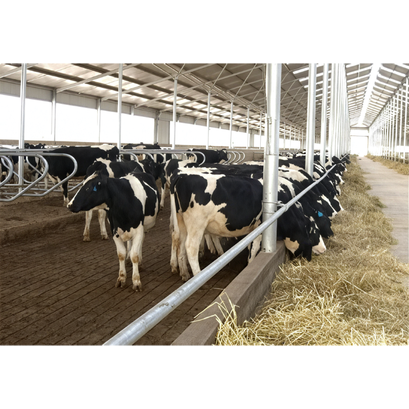 High-quality Low-cost Modern Prefabricated Steel Structure Cowshed With 1 Year Warranty