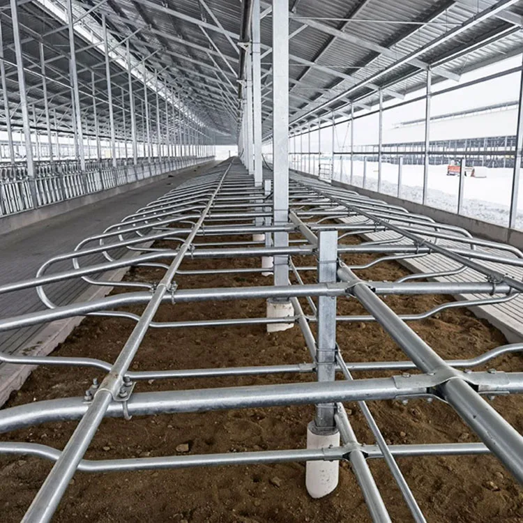 Durable Steel Farmhouse Building Shed Design Beef Cattle and Dairy Milk Cow Farm House