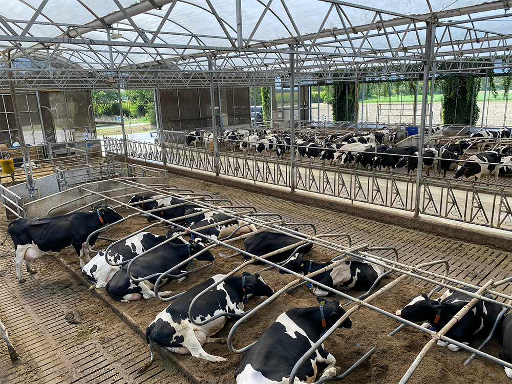 Cattle Stall Display