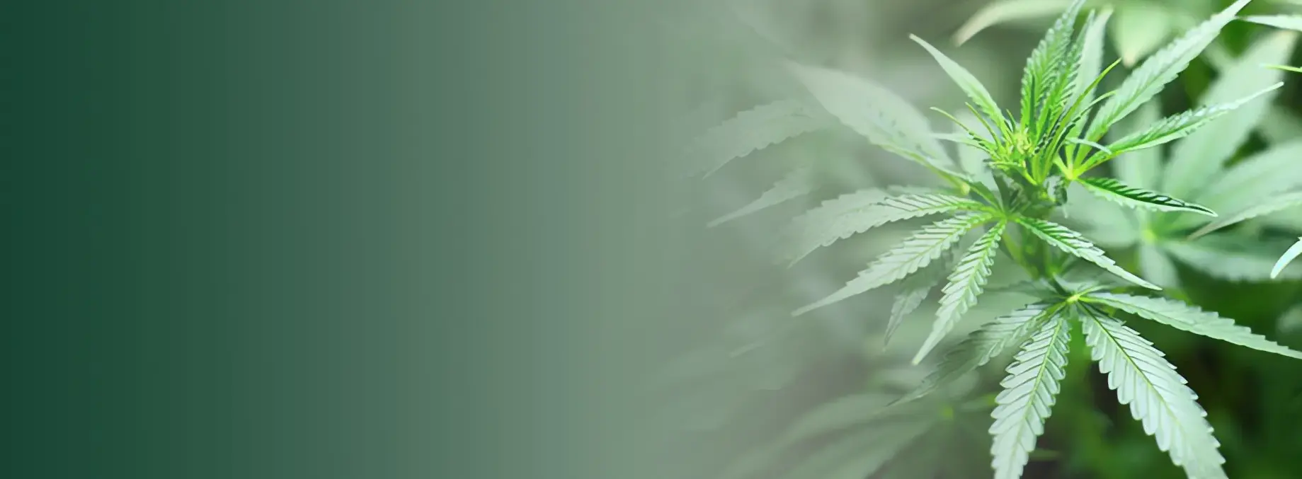 Automated industrial crystallization and botanical processing