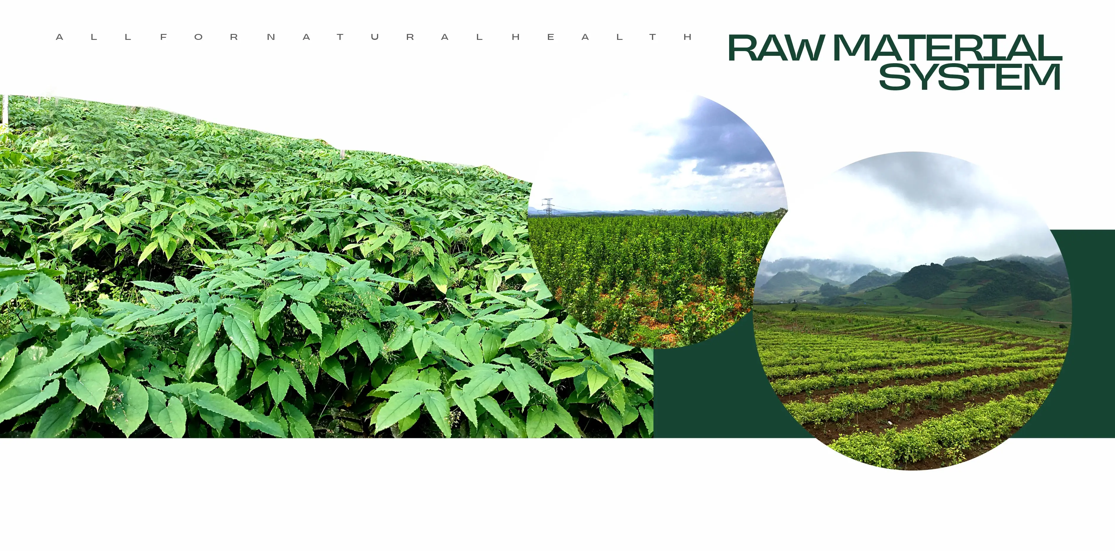 Traceable, sustainably cultivated botanical raw materials from seed to shelf