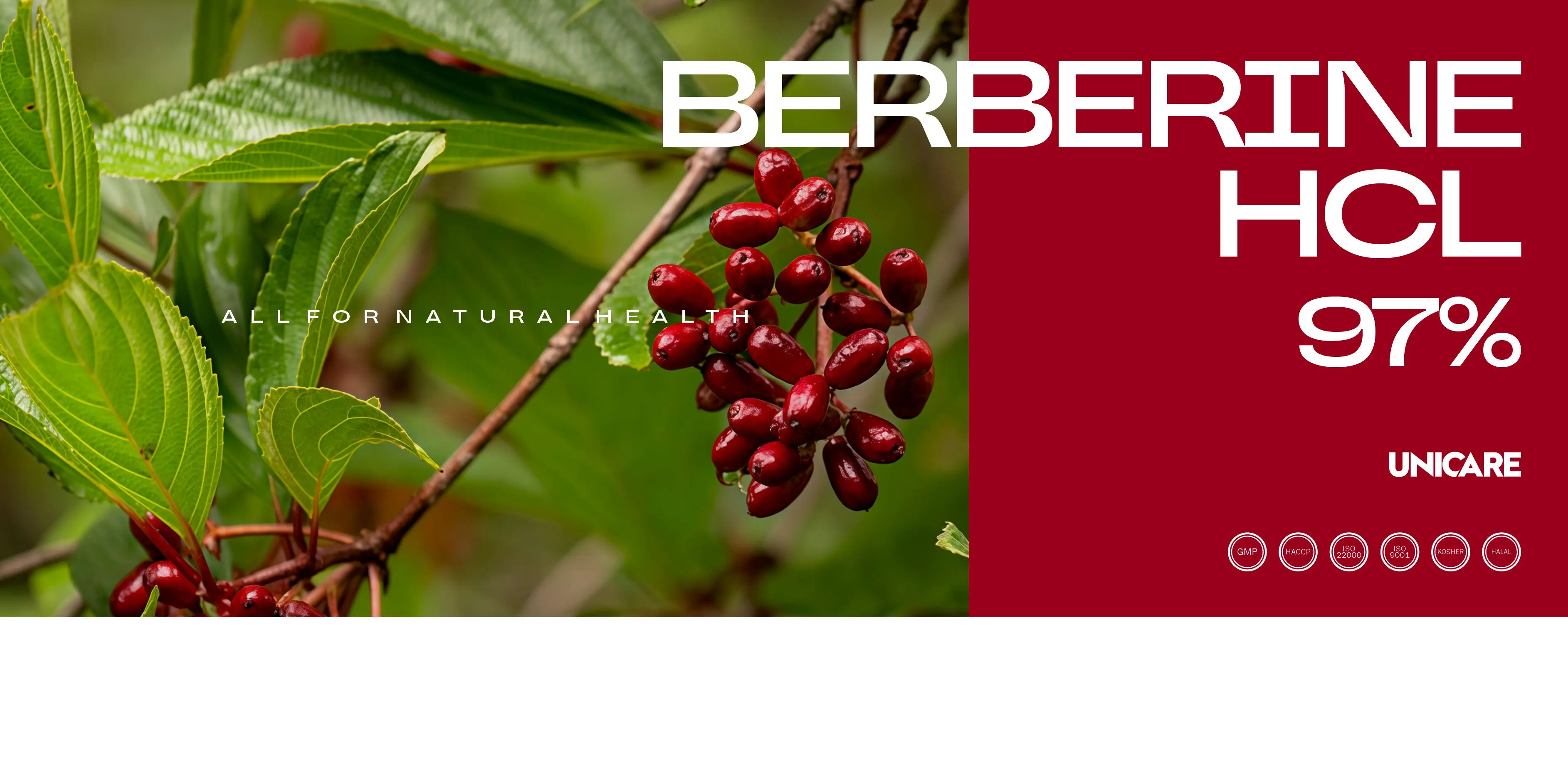 Standardized botanical extracts including berberis, grape seed and green tea extract