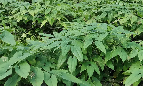 Best Epimedium Extract Factories, Exporter