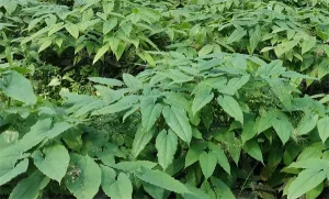 Best Epimedium Extract Factories