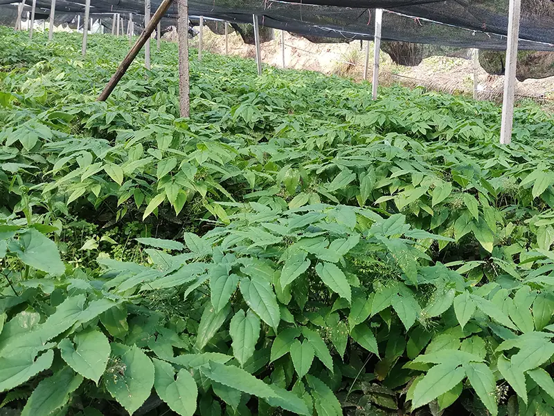 Botanical Field Sourcing