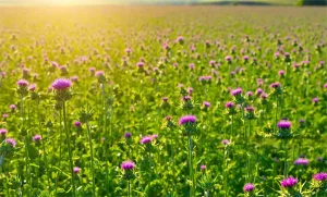 Milk Thistle Extract Exporter