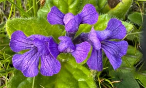 Best Ajuga Extract Supplier