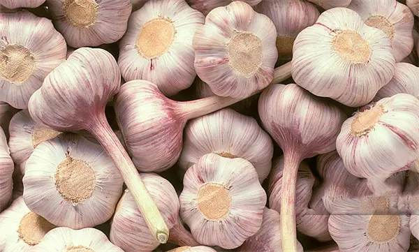 Wholesale Garlic Extract Exporter, Exporters