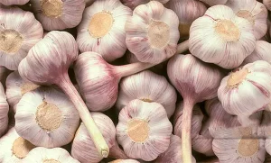 Wholesale Garlic Extract Exporter