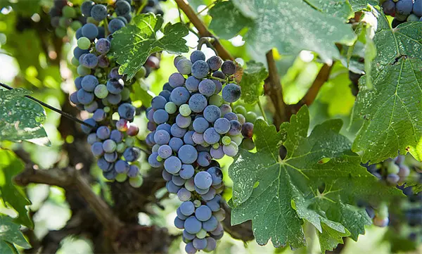 Best Grape Seed Extract (GSE) Supplier, Suppliers
