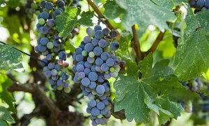 Grape Seed Extract