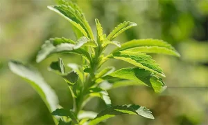 Stevia Extract Supplier