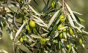 Wholesale Olive Leaf Extract Supplier, Exporters