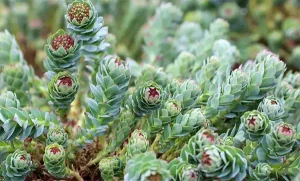 China Rhodiola Rosea Extract Supplier, Suppliers
