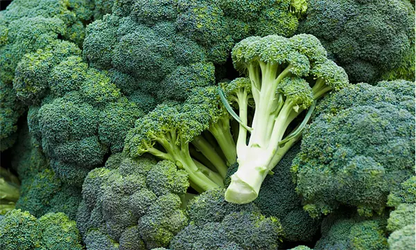 Wholesale Broccoli Seed Extract Supplier, Factories