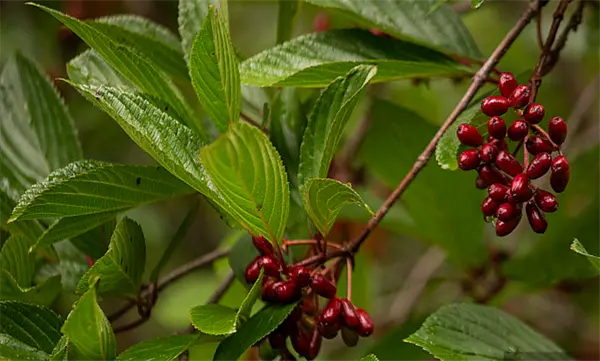 Wholesale Berberine HCl (Berberis Extract) Factories, Exporters