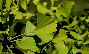 Ginkgo Biloba Extract Exporter