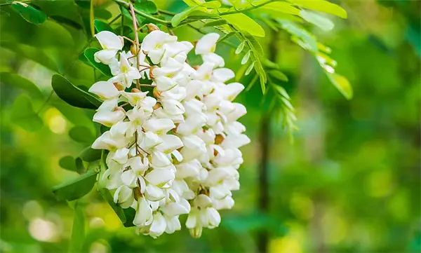 Wholesale Rutin Factories, Exporter