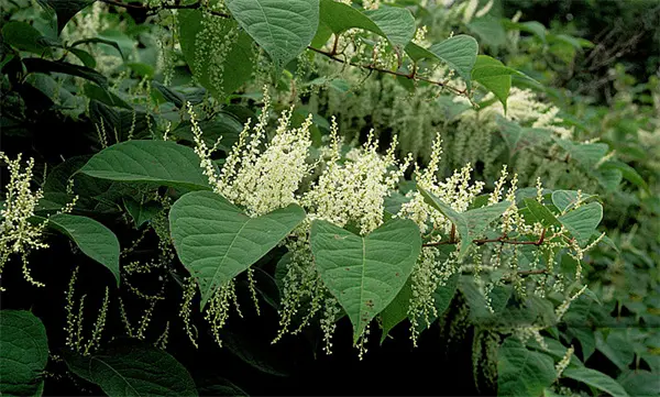 Wholesale Resveratrol Suppliers, Factories
