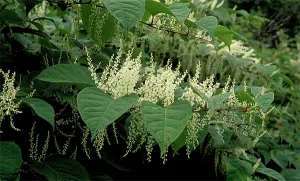 Resveratrol Suppliers