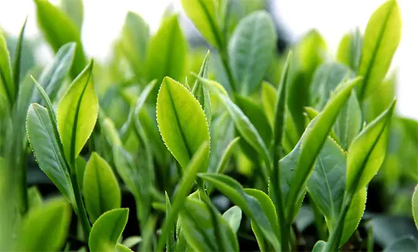 Best Green Tea Extract Suppliers, Exporters