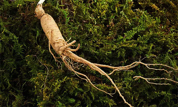 China Ginseng Extract Factory, Exporters