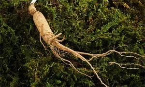 Ginseng Extract Factory