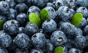 European Bilberry Extract Supplier