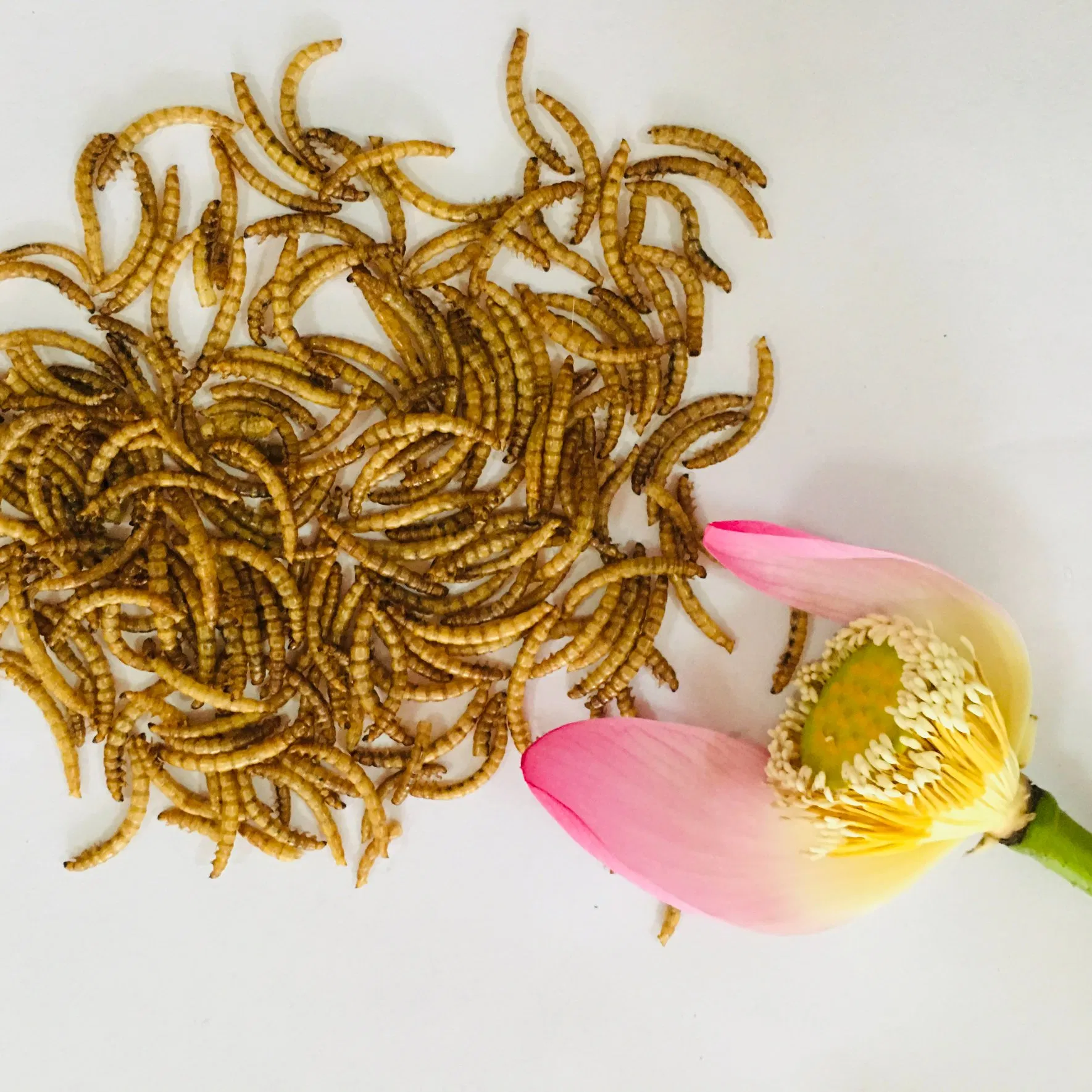 High Protein Feed Dried Mealworm Fishing Meal