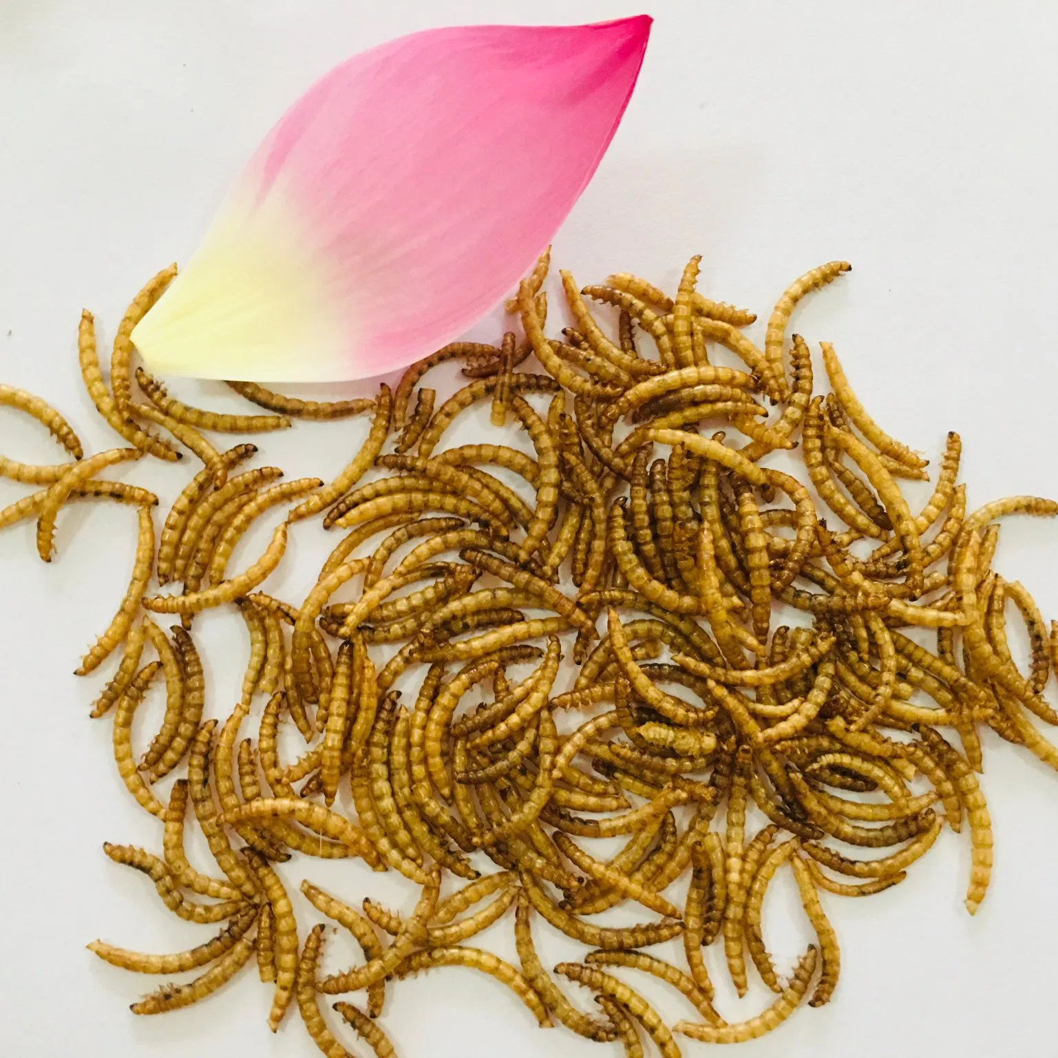 High Protein Feed Dried Mealworm Fishing Meal