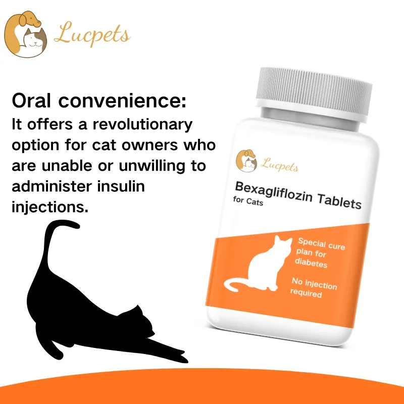 Blood Sugar Control for Cats