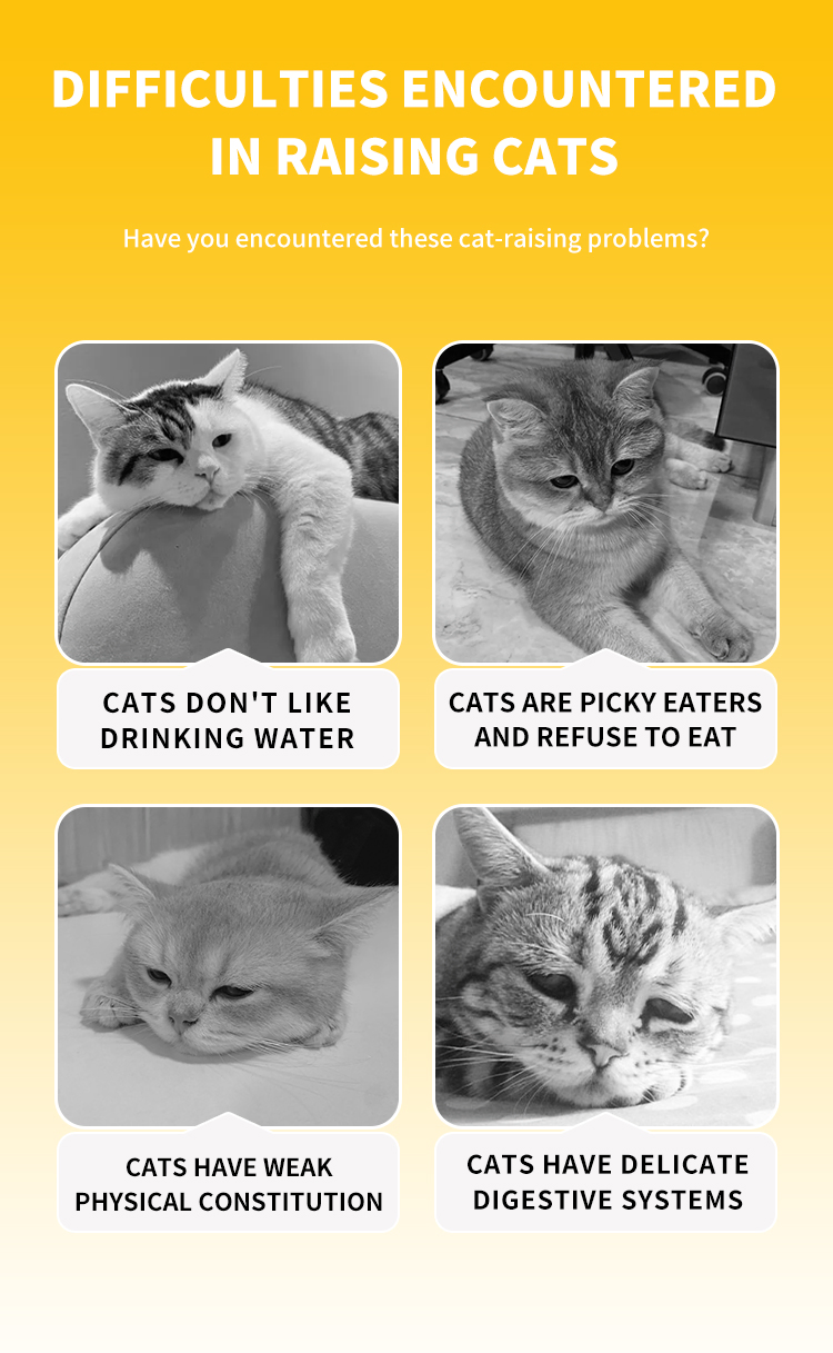 Custom Logo Factory Supplier Premium Pet Wet Food Canned Food