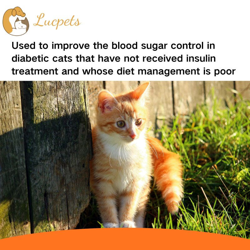 Bexagliflozin Tablets for Cats No-Injection Method for Lowering Blood Sugar