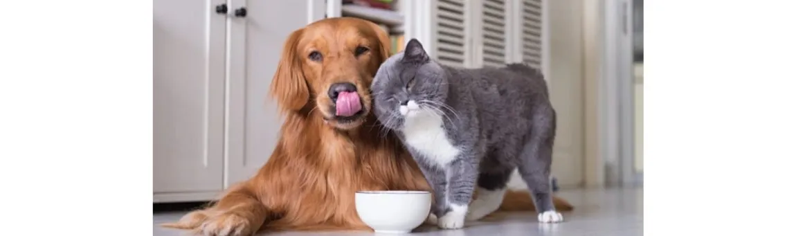 Pet Food Application Scenarios