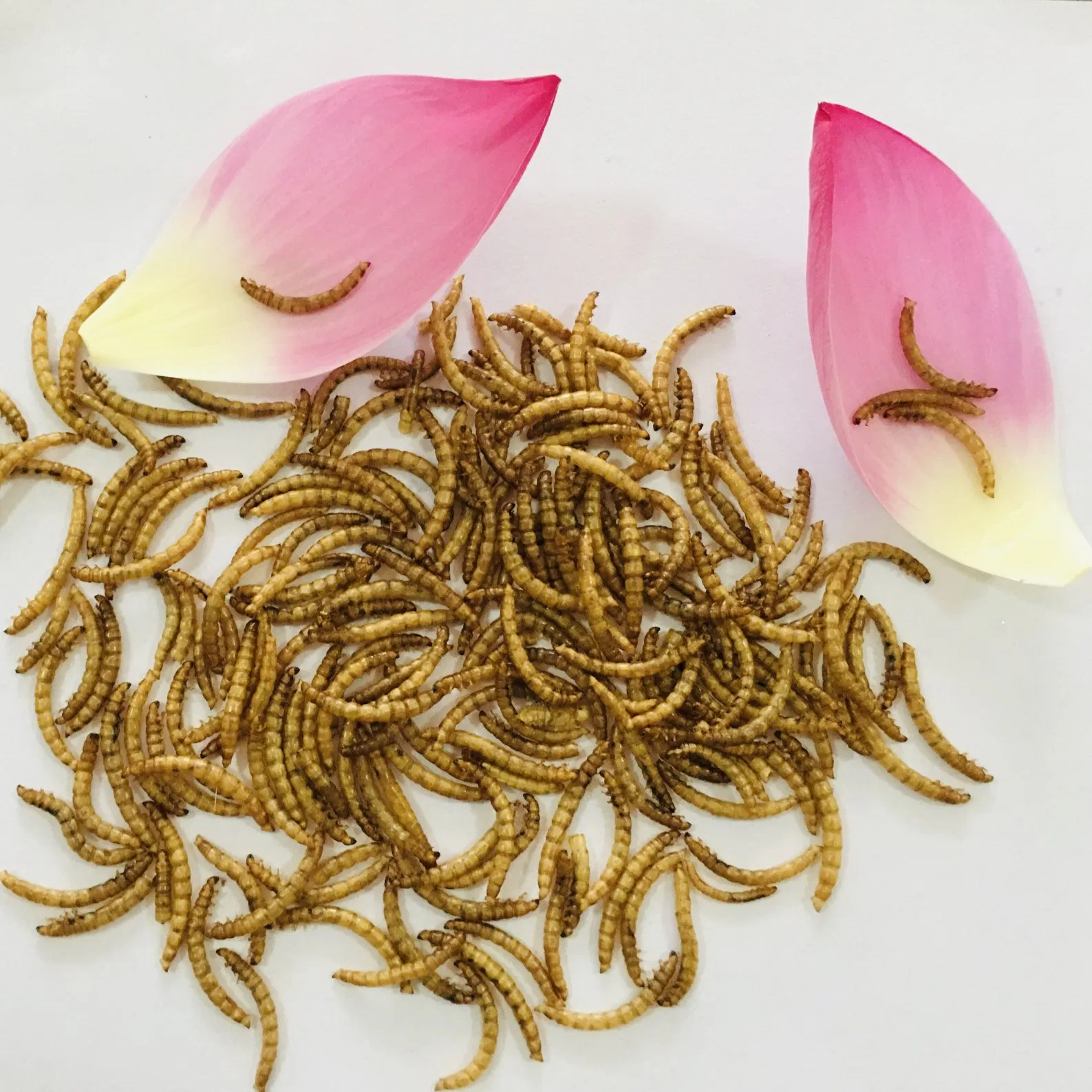 High Protein Feed Dried Mealworm Fishing Meal