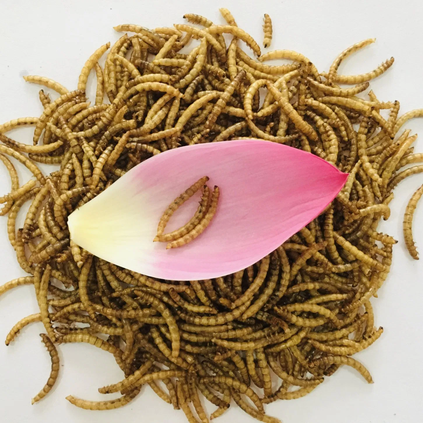 High Protein Feed Dried Mealworm Fishing Meal