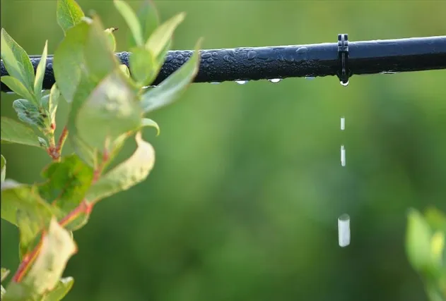 Drip Irrigation