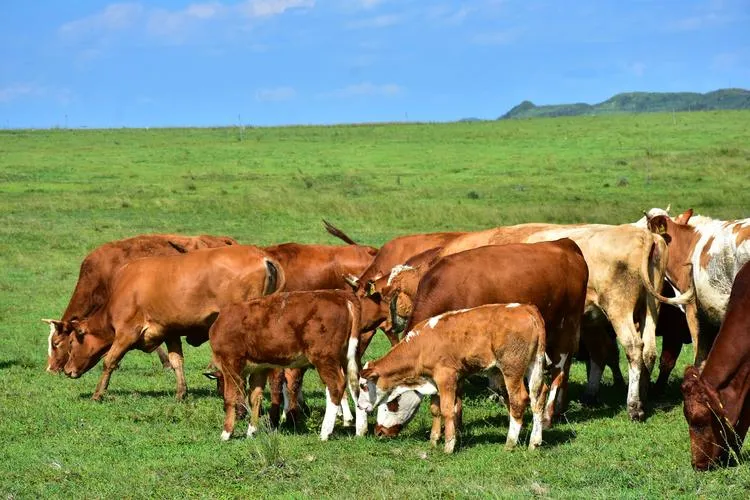 Poultry Feed Efficacy